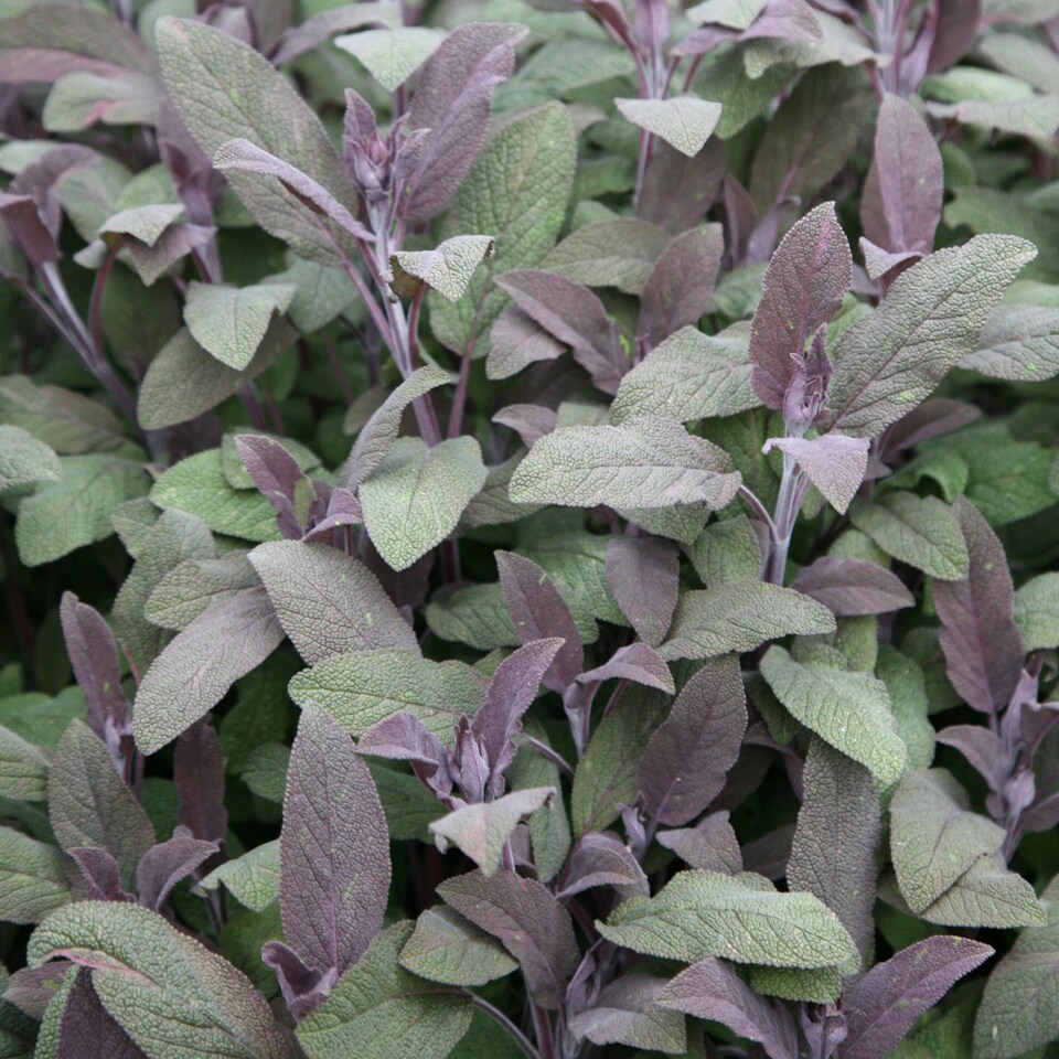 Sage Purpurascens Herb Plant Purple Sage or Salvia Officinalis 9cm Pot