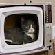 image 9 of PawHut TV-Shaped Cat House, Cardboard with Scratcher Catnip Toy Mouse