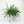 Boston Fern 12cm