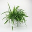 Boston Fern 12cm - Selected