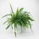 image 1 of Boston Fern Green | Boston Fern 12cm