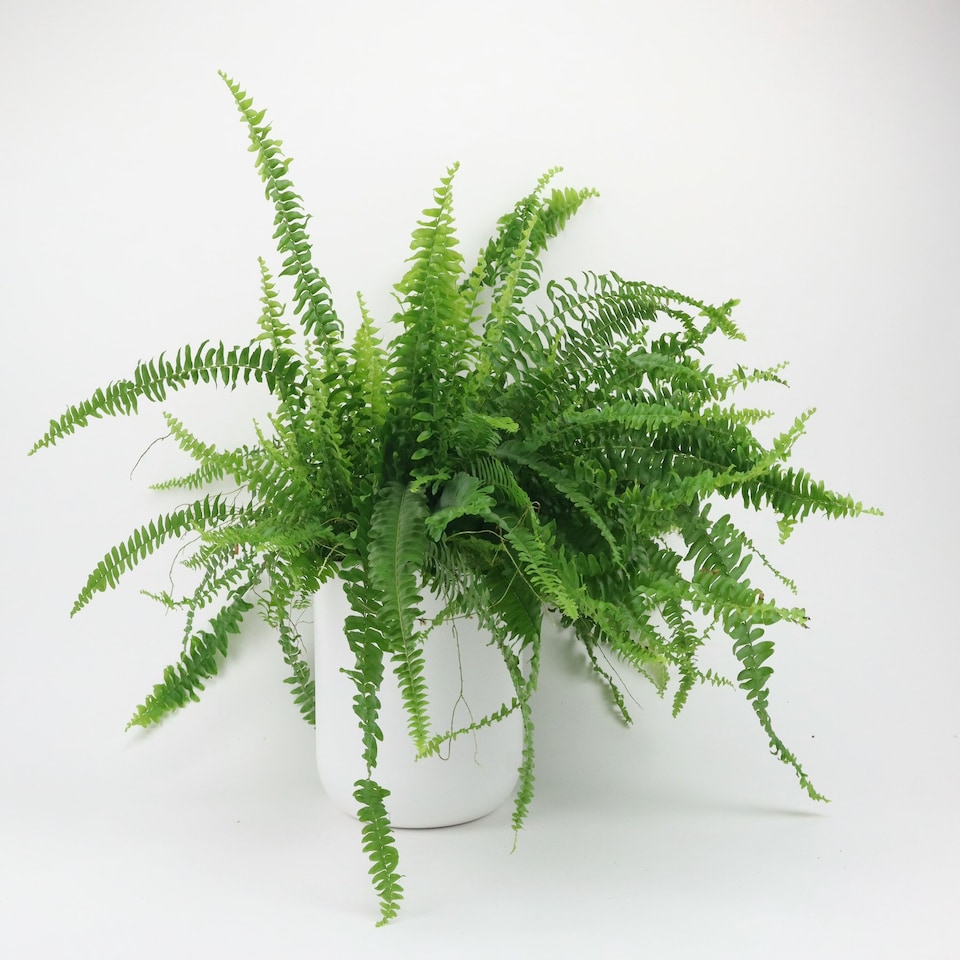 image 1 of Boston Fern Green | Boston Fern 12cm