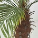 image 4 of Homescapes Phoenix Palm Tree in Pot, 160 cm Tall