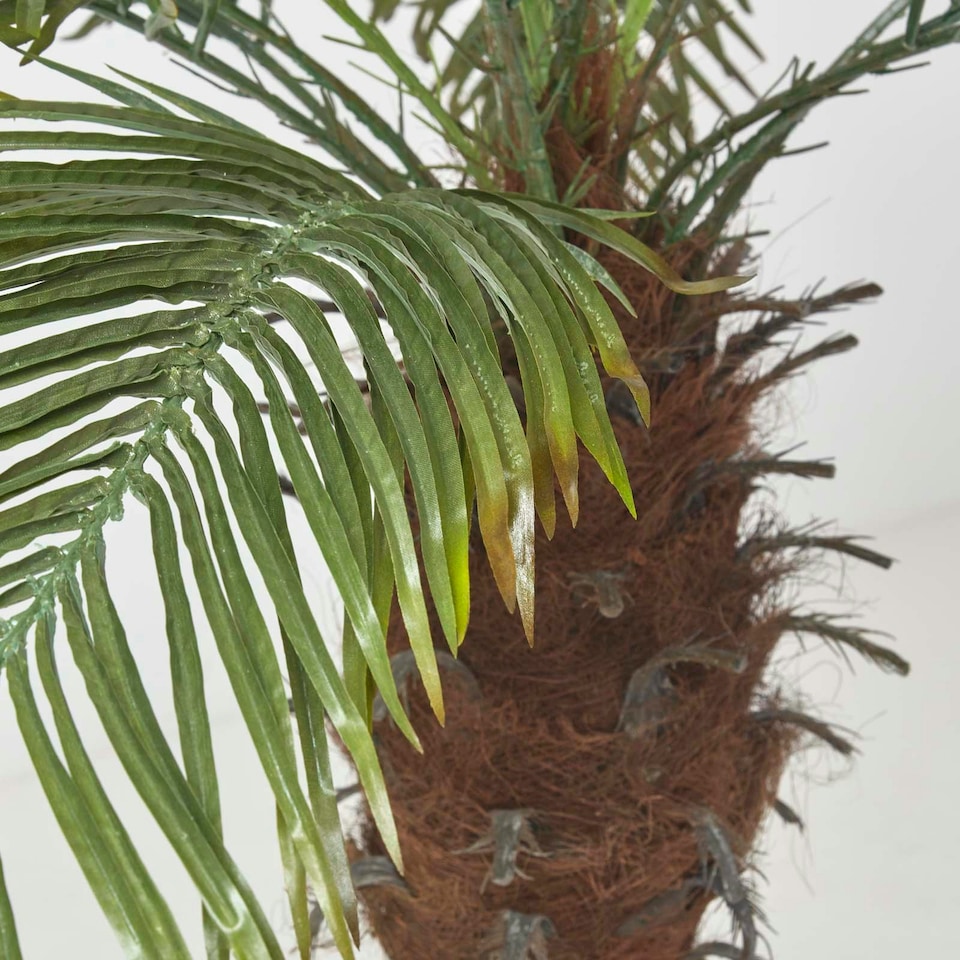 image 1 of Homescapes Phoenix Palm Tree in Pot, 160 cm Tall