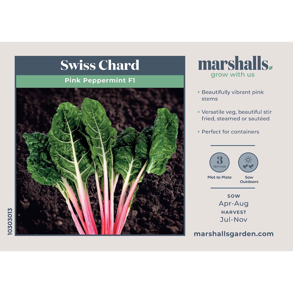 image 1 of Marshalls Garden Swiss Chard Seeds 'Pink Peppermint' 50 Seeds | Green | Pink Peppermint | 1