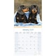 image 3 of Dachshund 2026 Calendar | Square Wall Calendar | Dog Breed Gift | Plastic Free Packaging | by Avonside Publishing