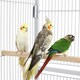 image 5 of Yaheetech 136 cm Tall Mobile Large Parrot Cage w/ Stand White
