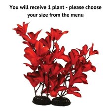 Aquarium Glandulosa Silk Plant - Red, 30cm