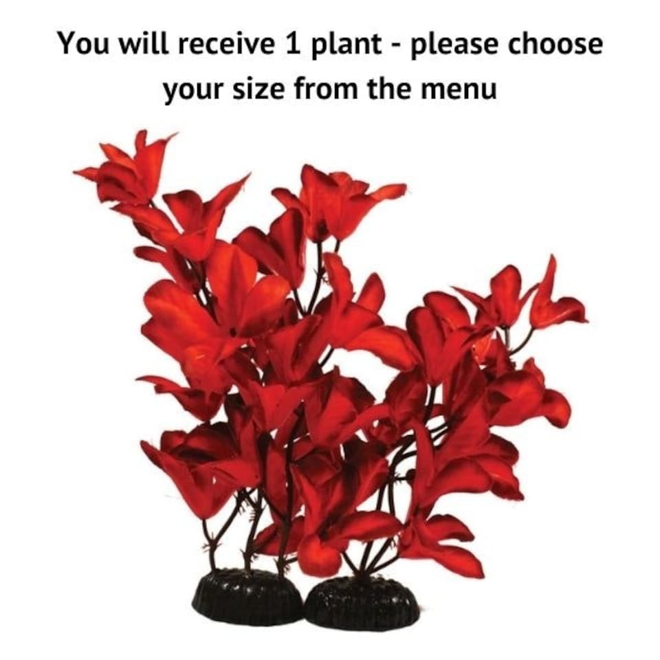Aquarium Glandulosa Silk Plant - Red, 30cm