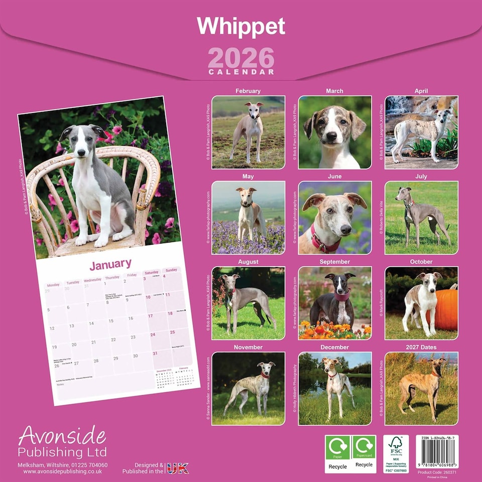 image 1 of Whippet 2026 Calendar | Square Wall Calendar | Dog Breed Gift | Plastic Free Packaging | by Avonside Publishing