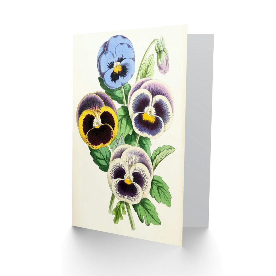 image 1 of Garden Flowers Pansies James Andrews Vintage Floral Art Card