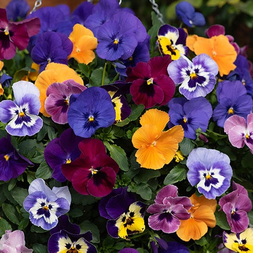 YouGarden Pansy 'Top Wave', Trailing Variety, 10 x Garden Ready Plug Plants, Garden Colour, Great for Pots