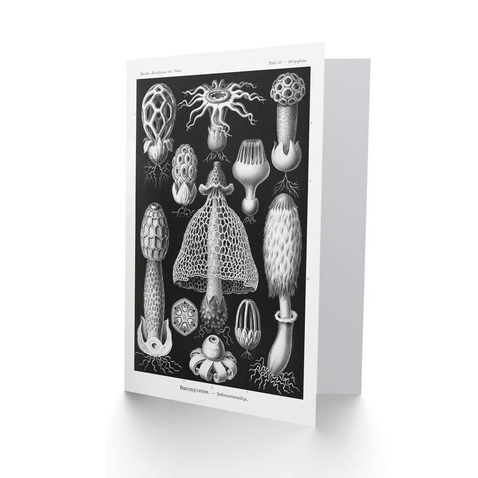 image 1 of Ernst Haeckel Art Card Basimycetes Fungi Species Vintage