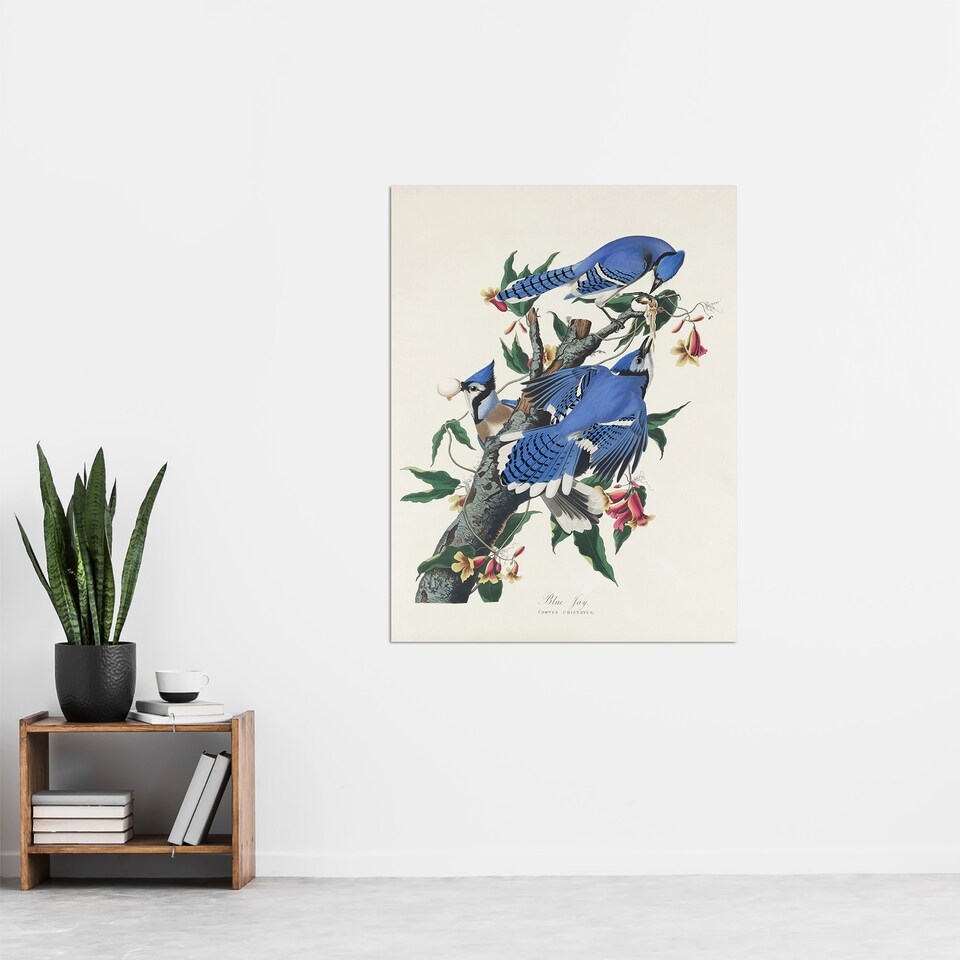 image 1 of Blue Jay and Trumpet Flowers Audubon Nature Huge Wall Art Poster Print 24X32"