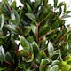 image 2 of Artificial Topiary Gloxinia Single Ball Topiary 1608 Leaves UV PROTECTED OUTDOOR Botanik | Green | One Size