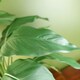 image 4 of Spathiphyllum White Lily 60cm