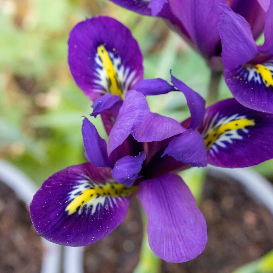 image 1 of Marshalls Garden Iris Bulbs 'Harmony' - 20 Bulbs, Early Spring Blue Flowers