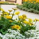 image 2 of Carbeth Plants Doronicum Orientale Leonardo in 9cm Pot Hardy Perennial with Bright Yellow Flowers