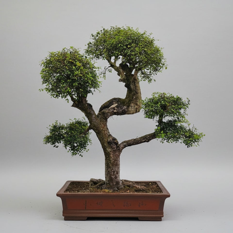 image 1 of Yorkshire Bonsai Large Chinese Elm (Ulmus Parvifolia) Bonsai Tree Shaped Style Height