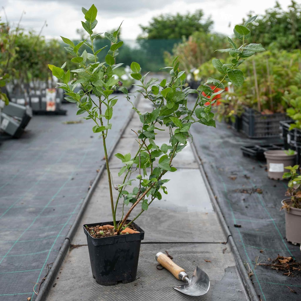 image 1 of Marshalls Garden Blueberry 'Northcountry' Compact, Self-fertile, 2 litre