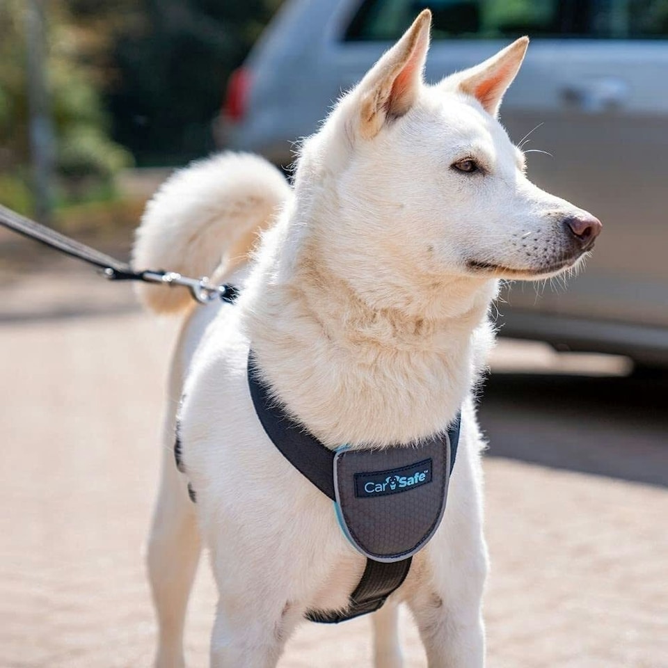 image 1 of Company Of Animals Carsafe Dog Car Harness - Black - L