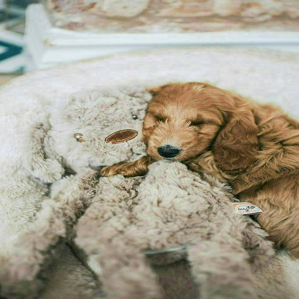 image 1 of Rosewood MyDog Luxury Plush Dog Toy For Dogs - 40cm
