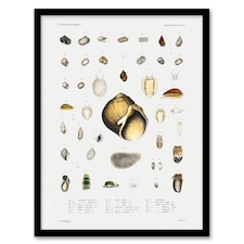 Augustus A Gould Sea Snail Shell Varieties Set Framed Wall Art Picture Print A3