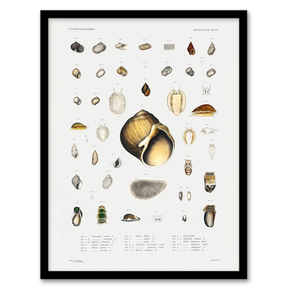 image 1 of Augustus A Gould Sea Snail Shell Varieties Set Framed Wall Art Picture Print A3