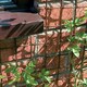 image 2 of True Products Climbing Plant Support Mesh Pea Bean Garden Trellis - 50mm x 50mm - Brown - 1m x 5m