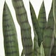 image 6 of Homescapes Green Snake Plant, 74 cm Tall