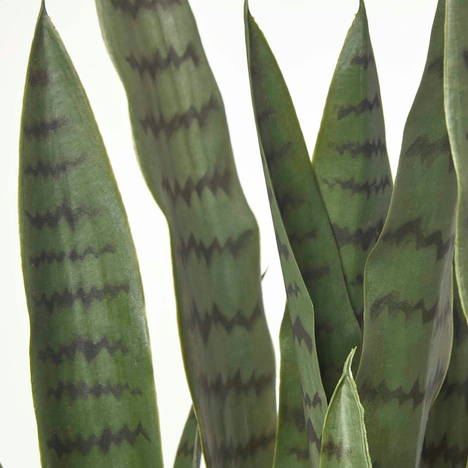 image 1 of Homescapes Green Snake Plant, 74 cm Tall