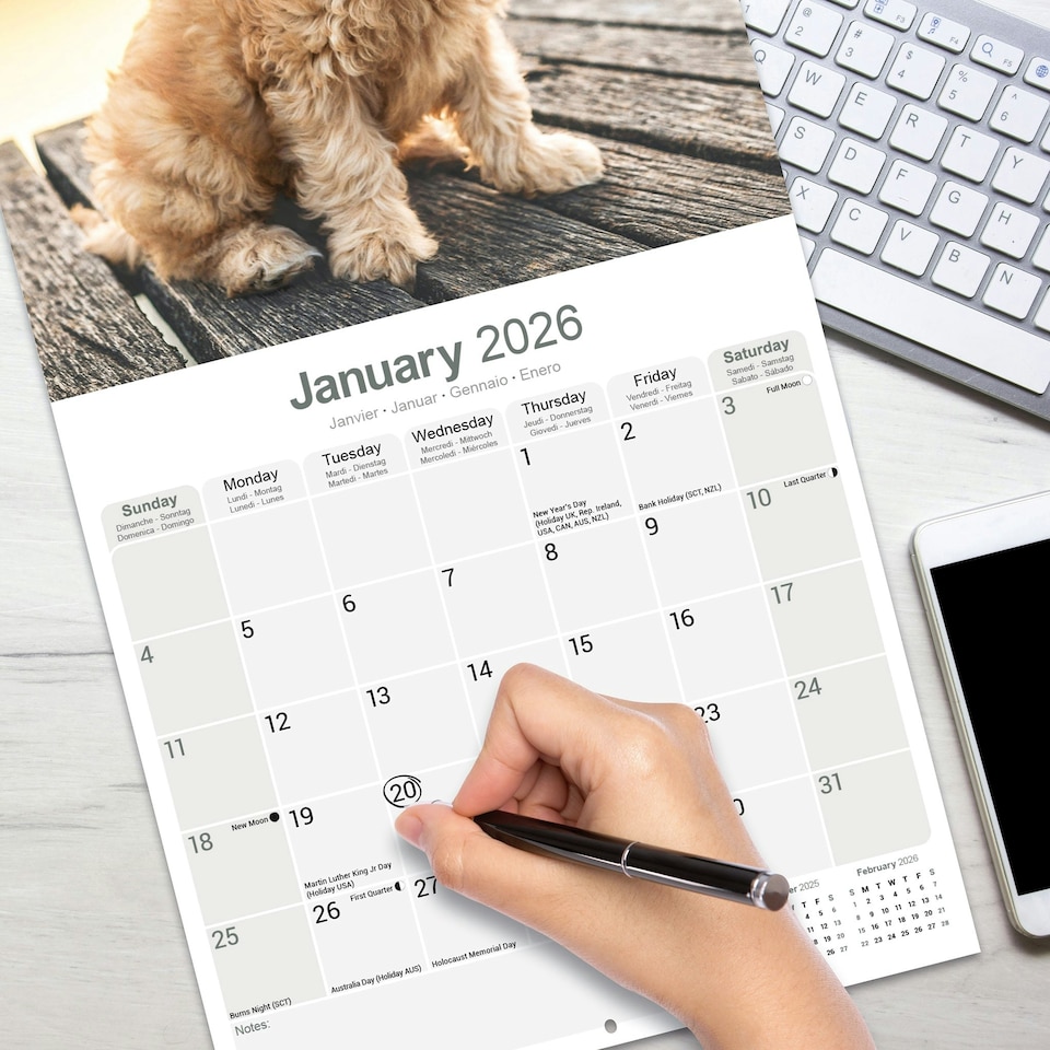 image 1 of Cockapoo 2026 Calendar | Square Wall Calendar | Dog Breed Gift | Plastic Free Packaging | by Avonside Publishing