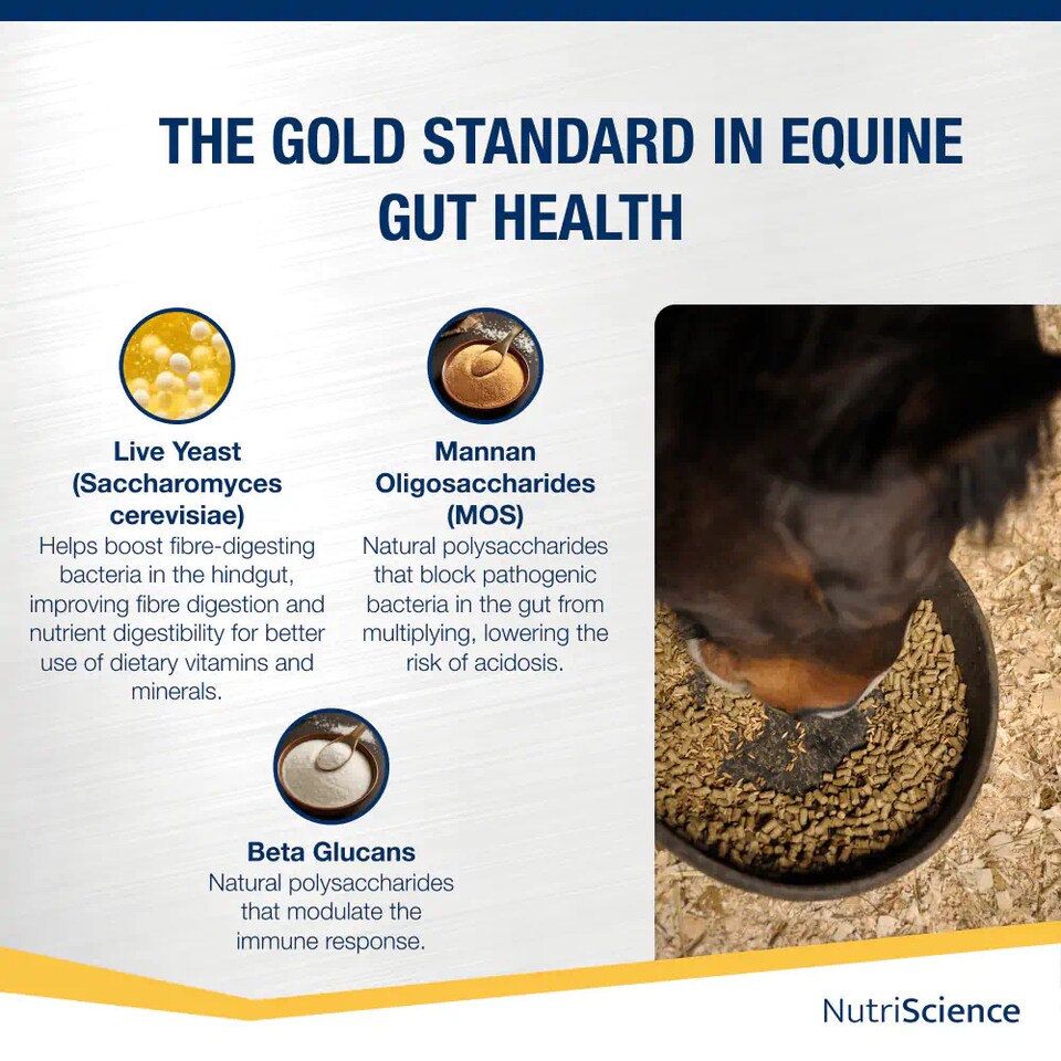 image 1 of NutriScience Horse Gut Gold Supplement Digestive Aid Probiotic Powder Ulcer Support Performance 1.2kg