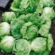 image 2 of Lettuce (Iceberg) Barcelona