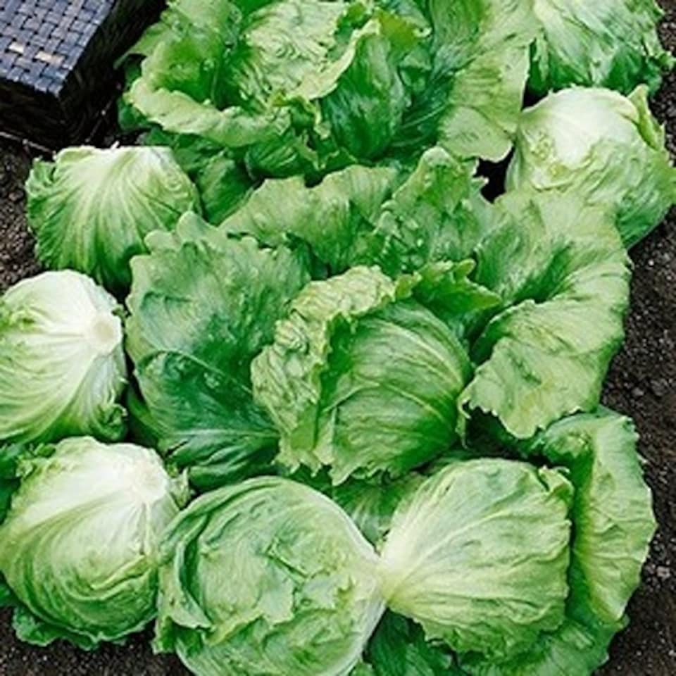 image 1 of Lettuce (Iceberg) Barcelona