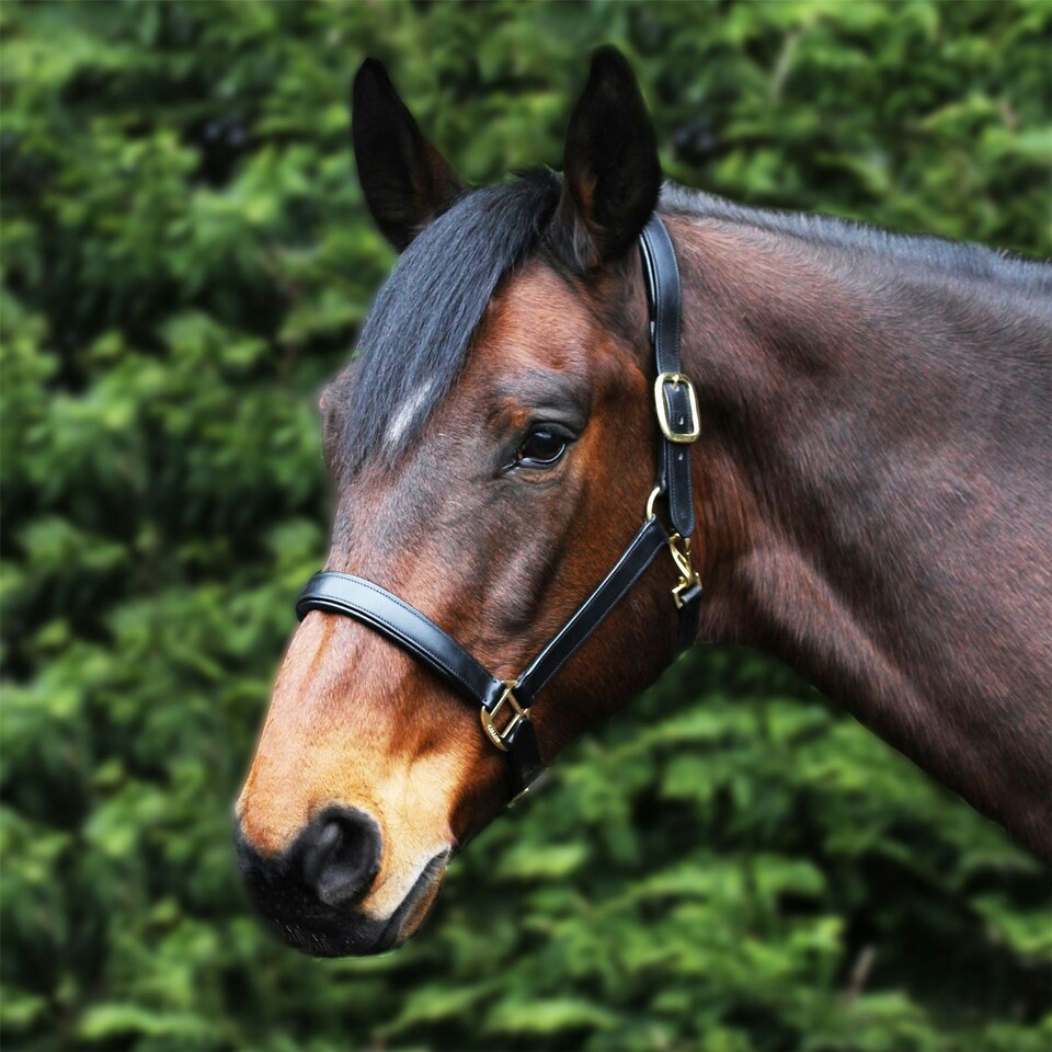 Gallop Equestrian Leather Padded Headcollar Black | Size: Pony
Colour: Black
