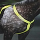 image 2 of Shires Equi-Flector® Breastplate Orange | Colour: Orange
Size: Cob/Full