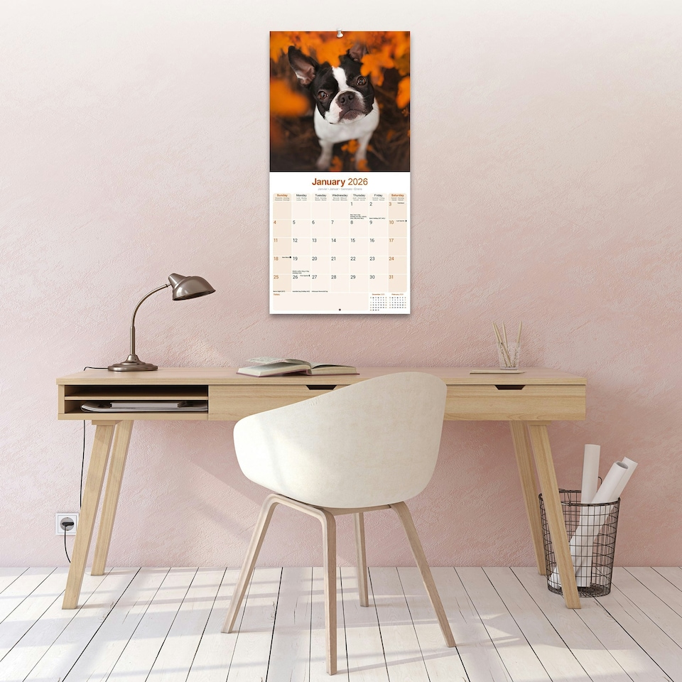image 1 of Boston Terrier 2026 Calendar | Square Wall Calendar | Dog Breed Gift | Plastic Free Packaging | by Avonside Publishing