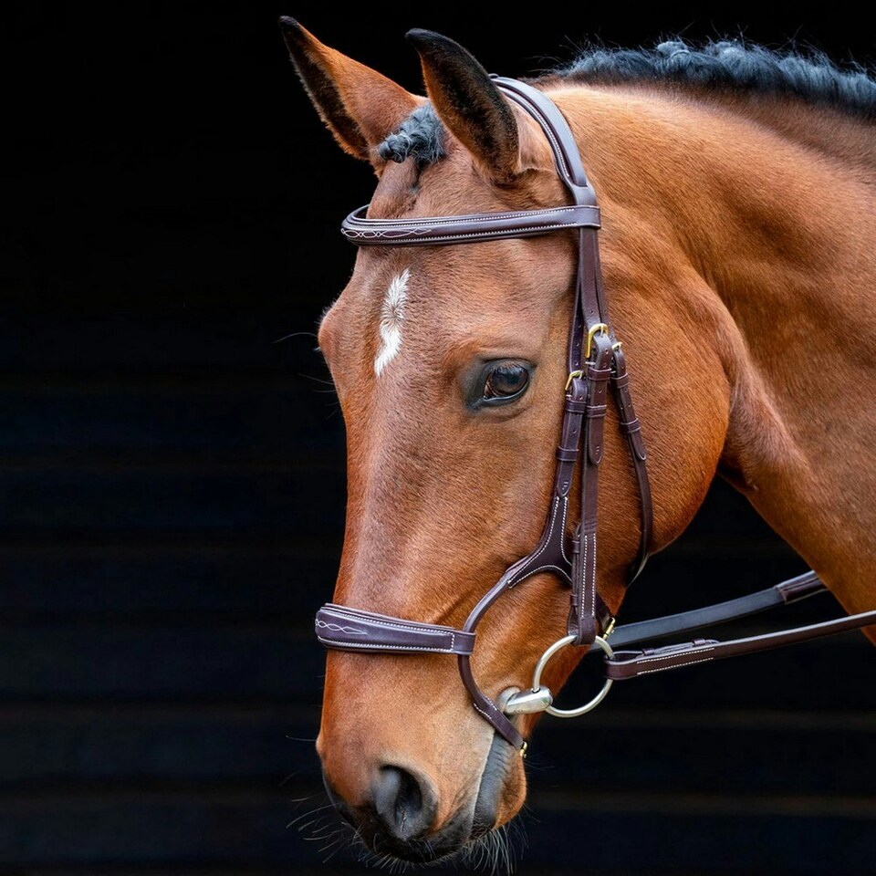 Salisbury Brampton Horse Bridle - Australian Nut - X Full