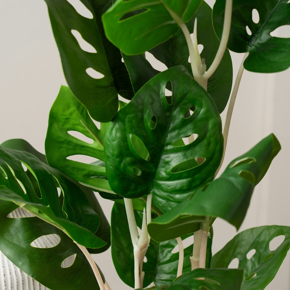 image 1 of 45Cm Monstera in Black Plastic Pot Green | One Size