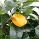 image 2 of Large Lemon Tree Artificial 120cm Premium Plant | Green | 4ft