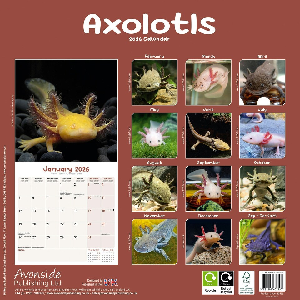 image 1 of Axolotls 2026 Calendar | Square Wall Calendar | Animal Gift | Plastic Free Packaging | by Avonside Publishing