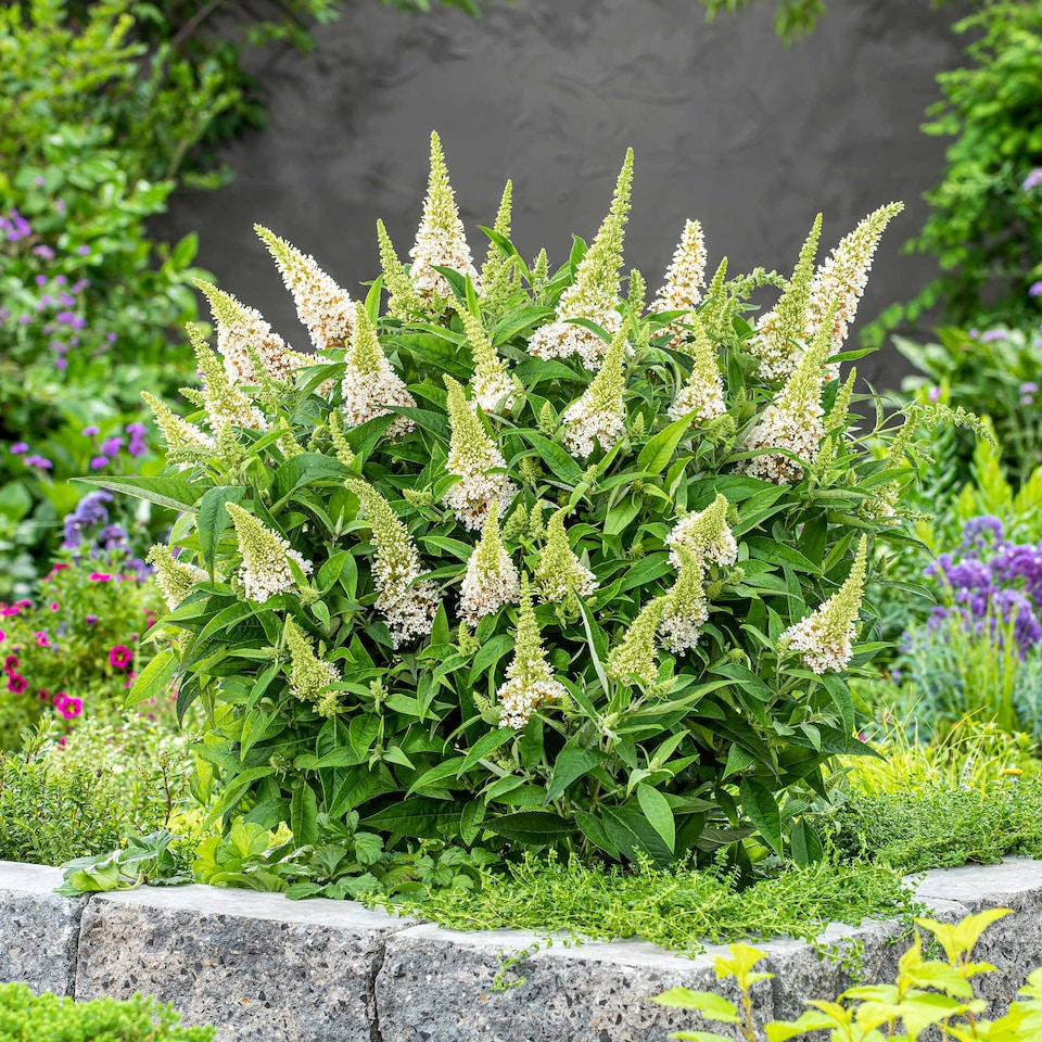 image 1 of Marshalls Garden Buddleja 'Butterfly Candy Little White' 9cm plant | White | White
