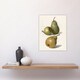 image 4 of Vintage Illustration of Pear Varieties Wright Wall Art Poster Print 12X16"