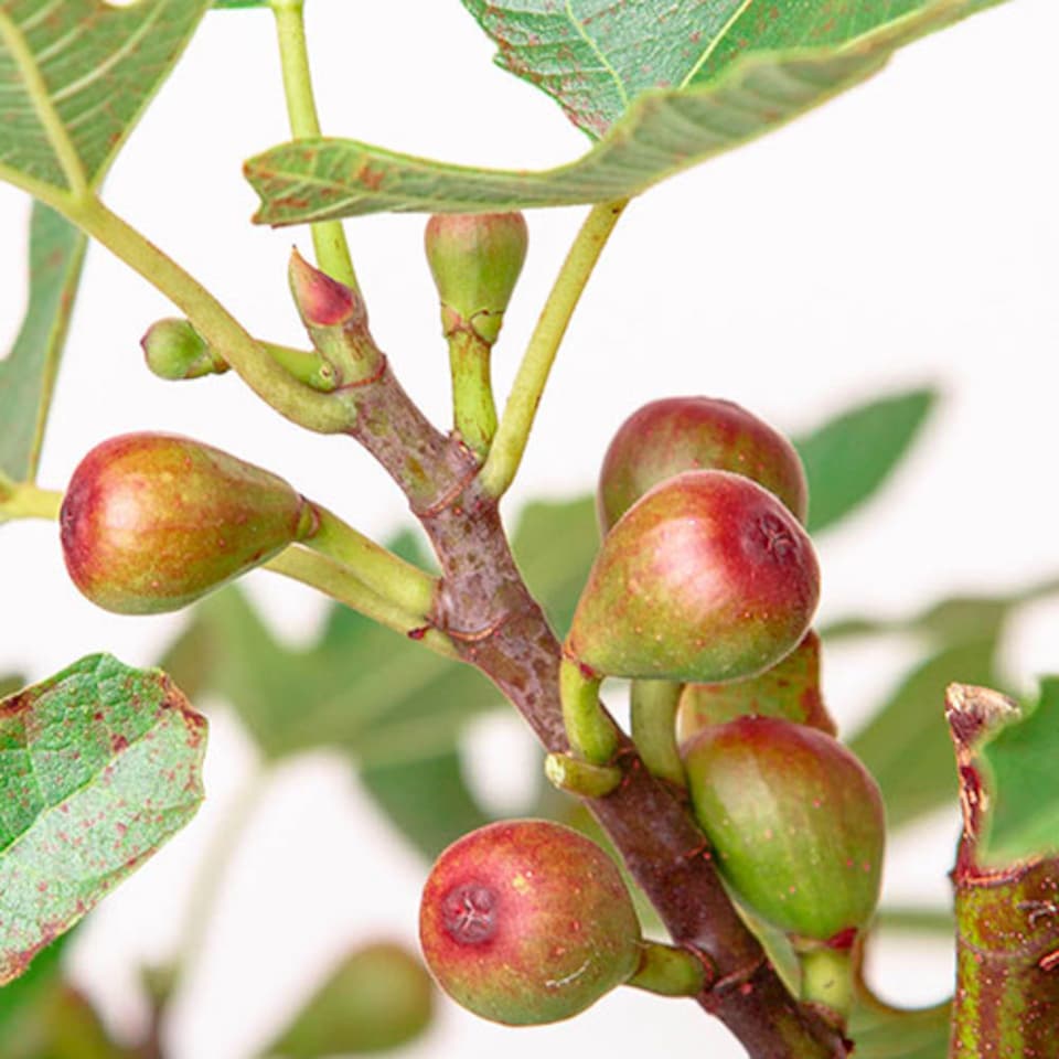 image 1 of YouGarden Ficus 'Little Miss Figgy', Dwarf Fig Tree, 3 Litre Potted, Ready to Plant, Hardy and Compact, Great for Small Gardens
