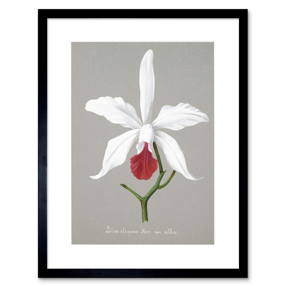 image 1 of Book Page Flower Orchid Collection Lelia Elegans 9x7" Black Framed Wall Art Print