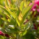 image 7 of Marshalls Garden Weigela Picobella 'Rosa' Compact Pink Flowering Shrub | Pink | Pink | 3L Plants