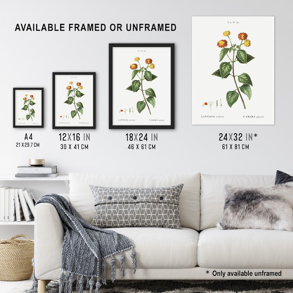 image 1 of Lantana Plant Botanical Redoute Vintage Framed Wall Art Print 12X16"