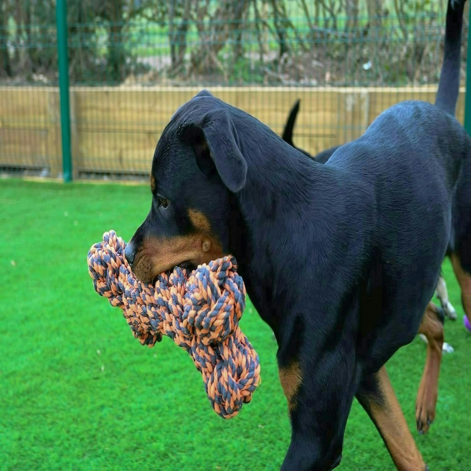 image 1 of Nuts for Knots Extreme Rope Bone Shaped Dog Toy