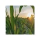 image 1 of Corn and sun close up Designer Splash Back | White